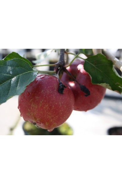 Яблуня домашня Еліза фото